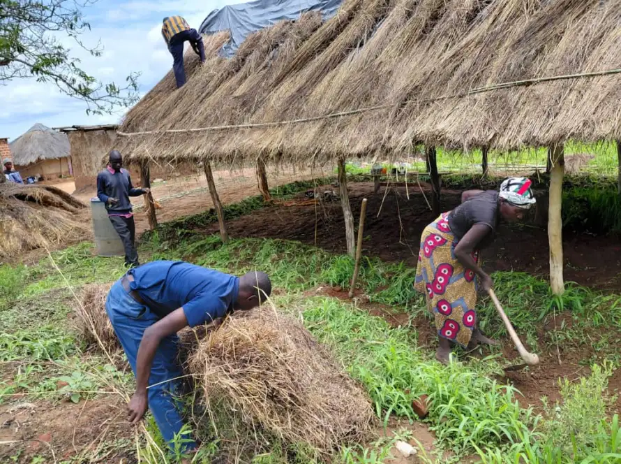 Thatching the church roof, Peace Tabernacle mission work, Zambia
